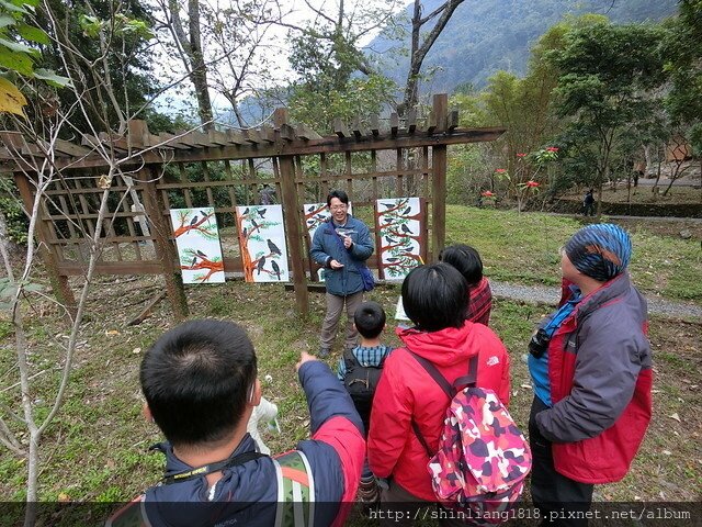 八仙山 哈露米營區 台中谷關 落櫻繽紛賞鳥樂 親子露營