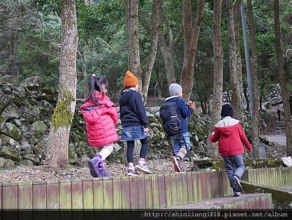 八仙山 哈露米營區 台中谷關 落櫻繽紛賞鳥樂 親子露營