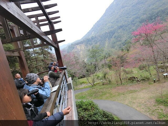 八仙山 哈露米營區 台中谷關 落櫻繽紛賞鳥樂 親子露營