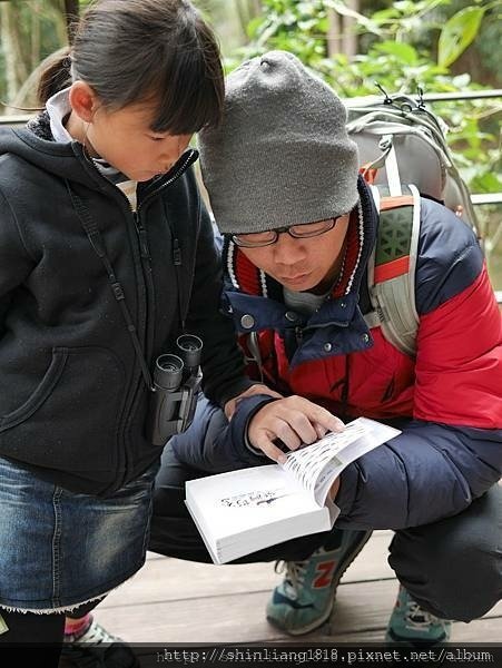 八仙山 哈露米營區 台中谷關 落櫻繽紛賞鳥樂 親子露營