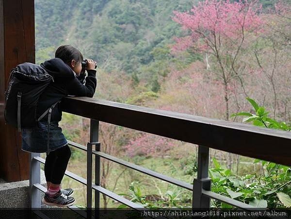 八仙山 哈露米營區 台中谷關 落櫻繽紛賞鳥樂 親子露營