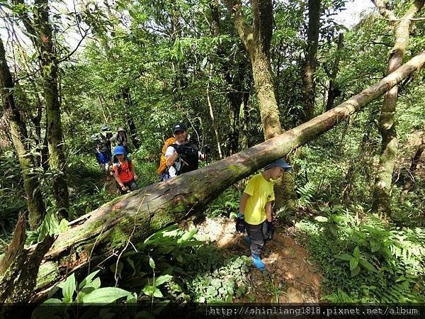 親子登山 南勢溪 檸檬樹露營區 溯溪 宜蘭