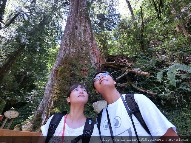 巴陵古道 拉拉山 水蜜桃 恩愛農場露營 逗點露營區