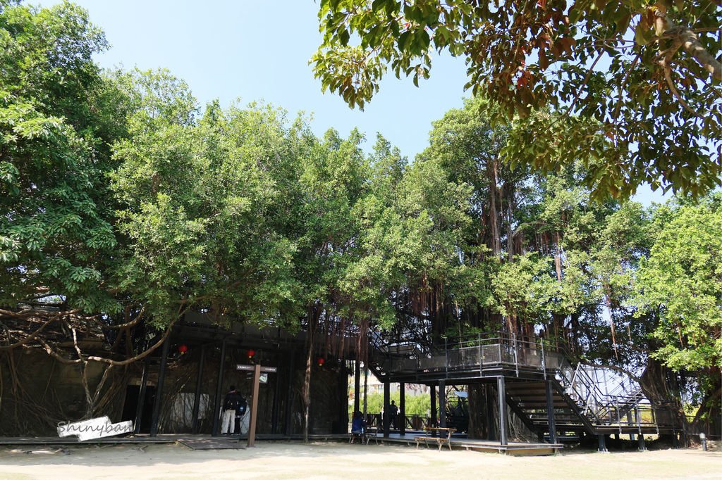 台南安平—安平樹屋咖啡館/蜷尾家｜在百年樹屋共生中品嘗人氣限