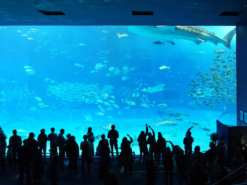 沖繩那霸—KKday沖繩中北部一日遊｜沖繩美之海水族館、古宇