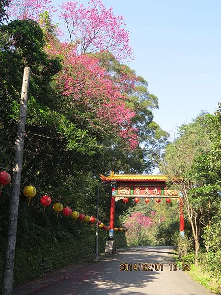 廟門遠照及櫻花