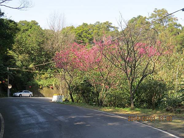 沿途櫻花2