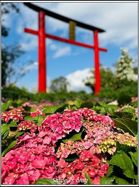 捷運士林站 ‧ 2023士林官邸菊展