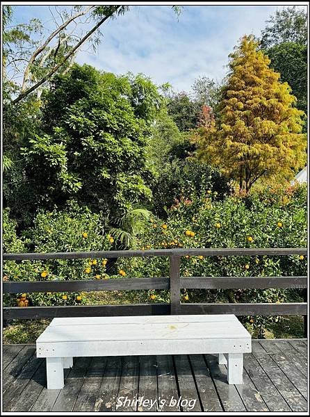 苗栗 ‧ 橙香森林、三灣落羽松莊園
