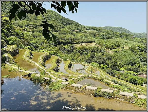 新北石門 ‧嵩山百年梯年鳶尾花季