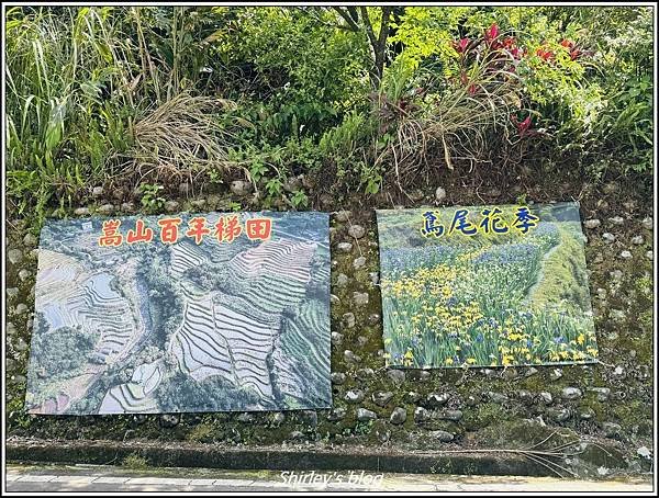 新北石門 ‧嵩山百年梯年鳶尾花季