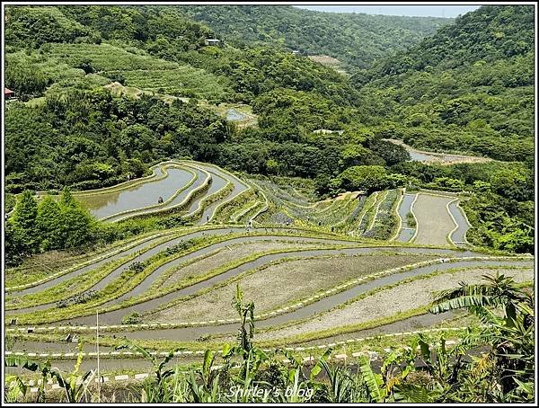 新北石門 ‧嵩山百年梯年鳶尾花季