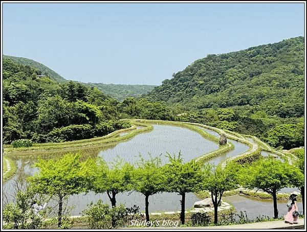 新北石門 ‧嵩山百年梯年鳶尾花季