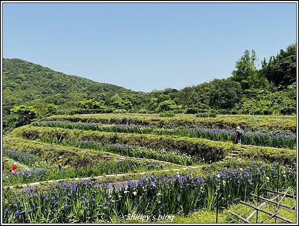 新北石門 ‧嵩山百年梯年鳶尾花季