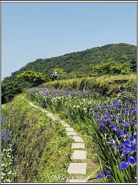 新北石門 ‧嵩山百年梯年鳶尾花季