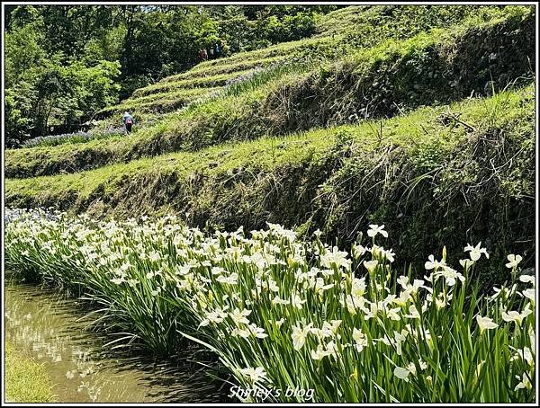 新北石門 ‧嵩山百年梯年鳶尾花季