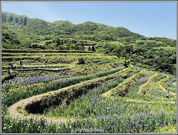 新北石門 ‧嵩山百年梯年鳶尾花季