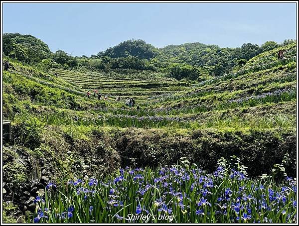 新北石門 ‧嵩山百年梯年鳶尾花季