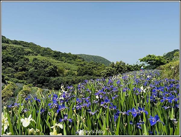 新北石門 ‧嵩山百年梯年鳶尾花季