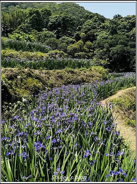 新北石門 ‧嵩山百年梯年鳶尾花季