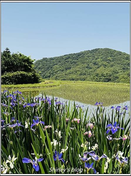 新北石門 ‧嵩山百年梯年鳶尾花季