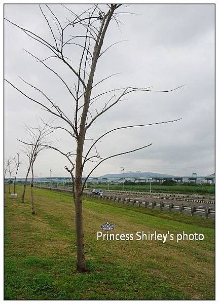 蘆洲17.jpg