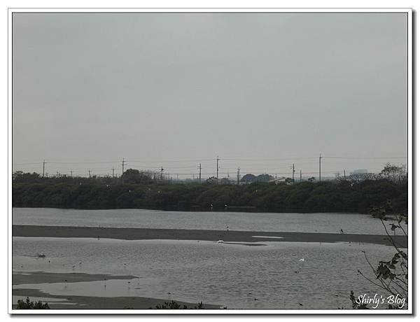 濕地飛鳥