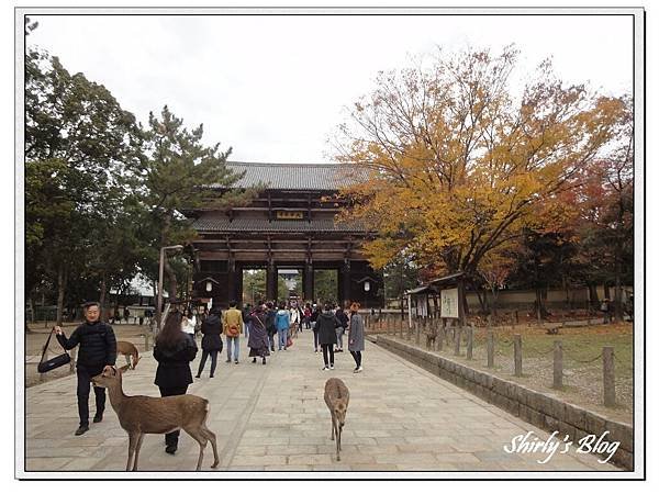 東大寺.jpg