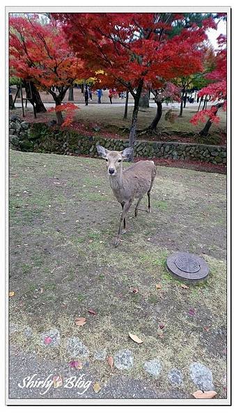 梅花鹿.jpg