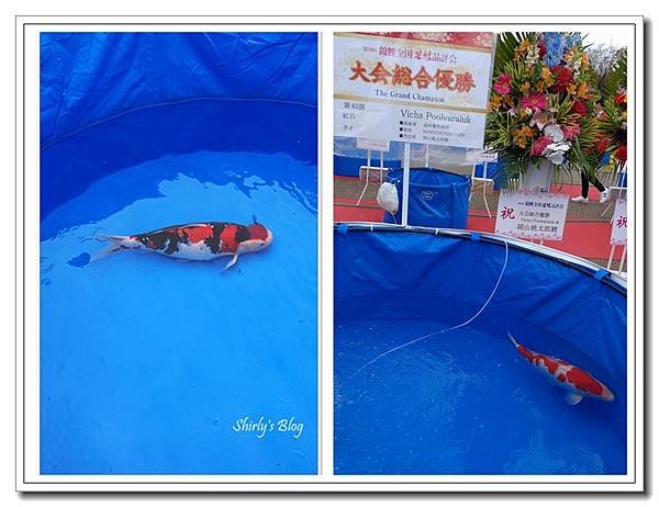 錦鯉_.jpg