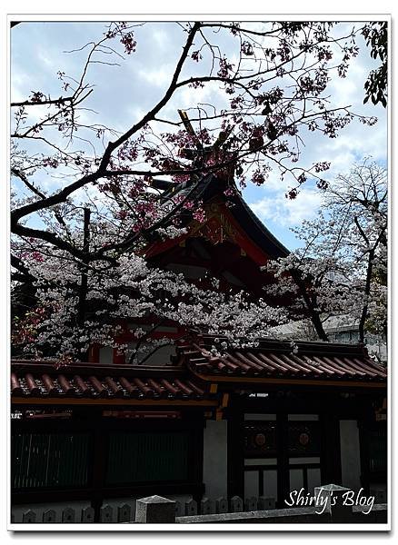 生田神社の櫻.jpg