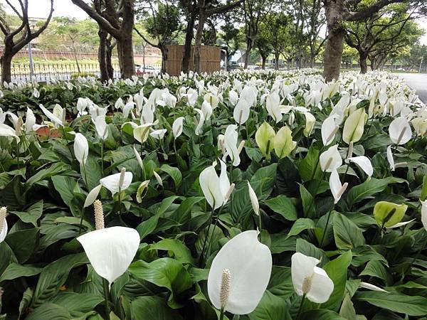 照片 110.JPG