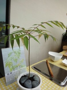 香椿.JPG