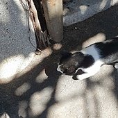 0710 大榕11.jpg