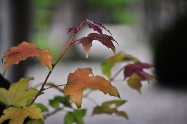 DSC_0280.jpg