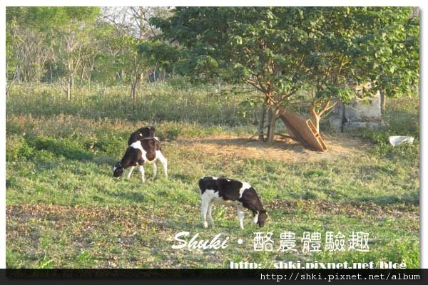 酪農體驗趣-32