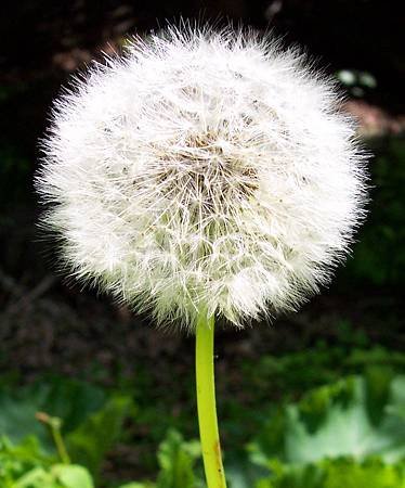 dandelion_flower_cpstorm_1058864_h