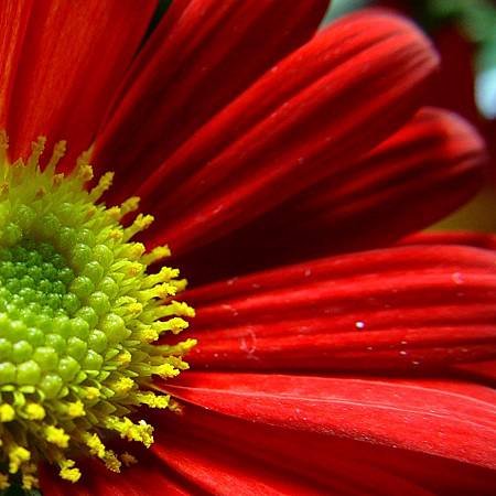 gerbera_flower_macro_662_h