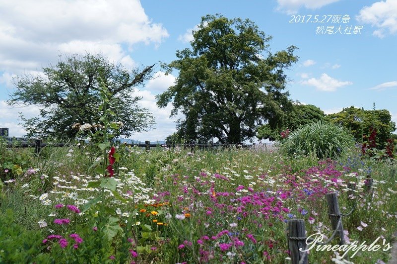 賞花｜日本花卉大集合 暫撇輕淡櫻花 迎向艷彩世界 春夏秋 玫