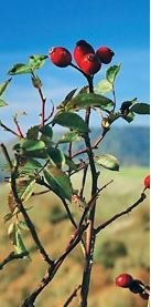rosehip kosmea