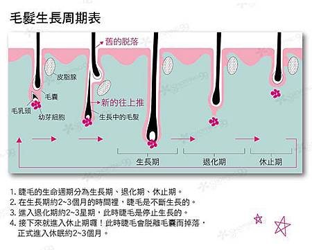 毛髮生長週期表拷貝.jpg