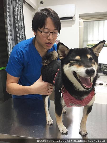 波妞健康檢查