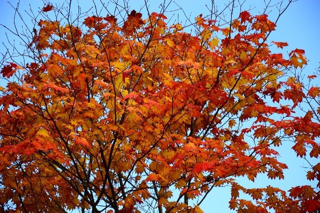 DSC_6306 (640x426)