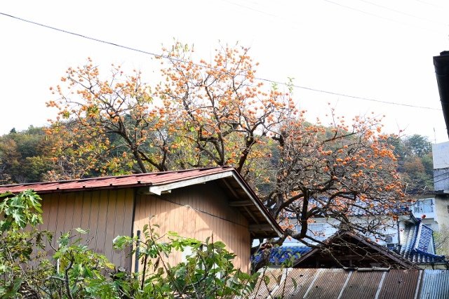 DSC_6820 (640x426)