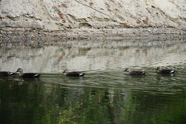 DSC_6863 (640x426)