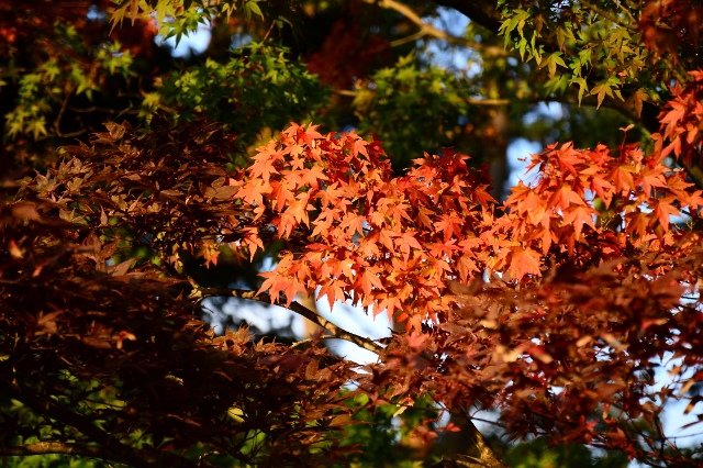 DSC_7204 (640x426).jpg