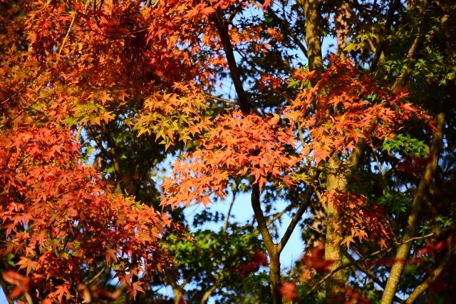 DSC_7206 (640x426).jpg