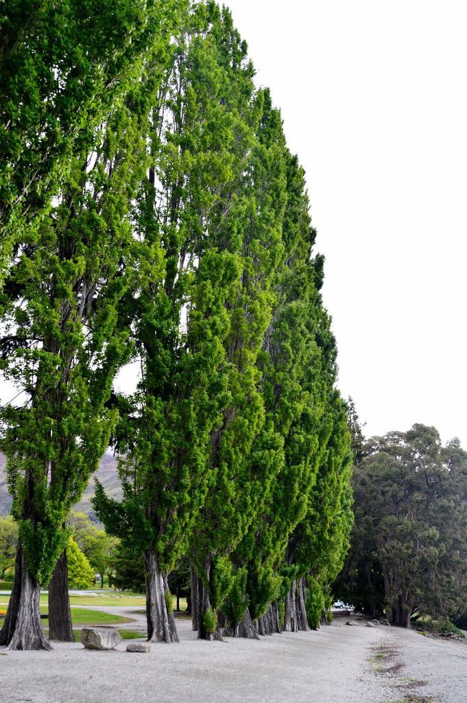 DSC_0742 (798x1200).jpg