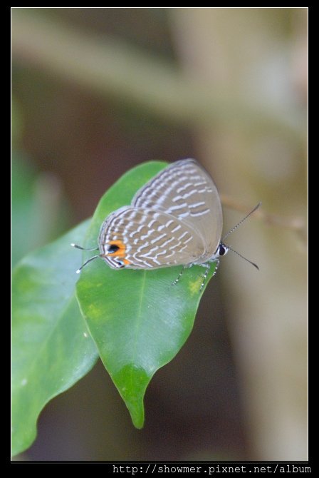 showmerDSC_5022