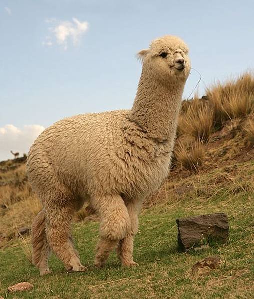 Alpaca.jpg